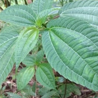 

New Promo Daun Pohpohan Poh pohan lalap sunda segar 100 gram COD