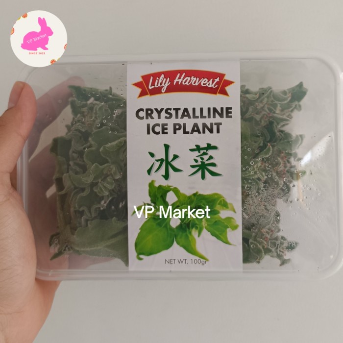 

Sayur Salju Fresh Organik | Ice Plant Segar | Pack
