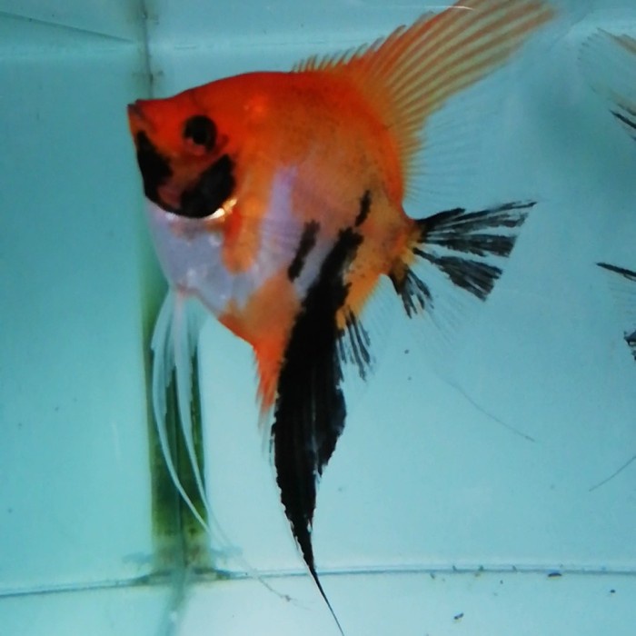 manfish red devil grade Bagus