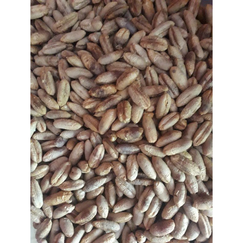 

Jual Biji Kurma Kering Golden Valley