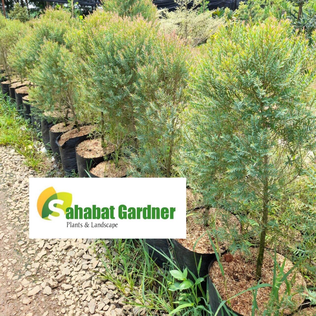 pohon minyak kayu putih | tanaman minyak kayu putih | bibit tanaman minyak kayu putih