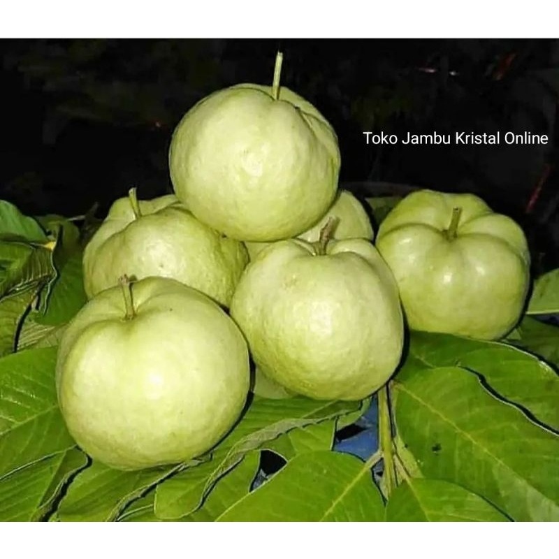 Bibit Jambu Kristal Merah & Putih Hasil Okulasi Sambung Pucuk Unggul, Tumbuh Subur & Cepat Berbuah