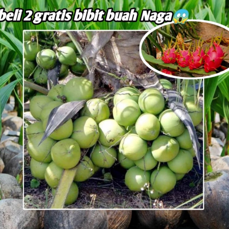 Bibit Kelapa Hibrida Kelapa Wulung Kelapa Hijau Asli Sepet Pink
