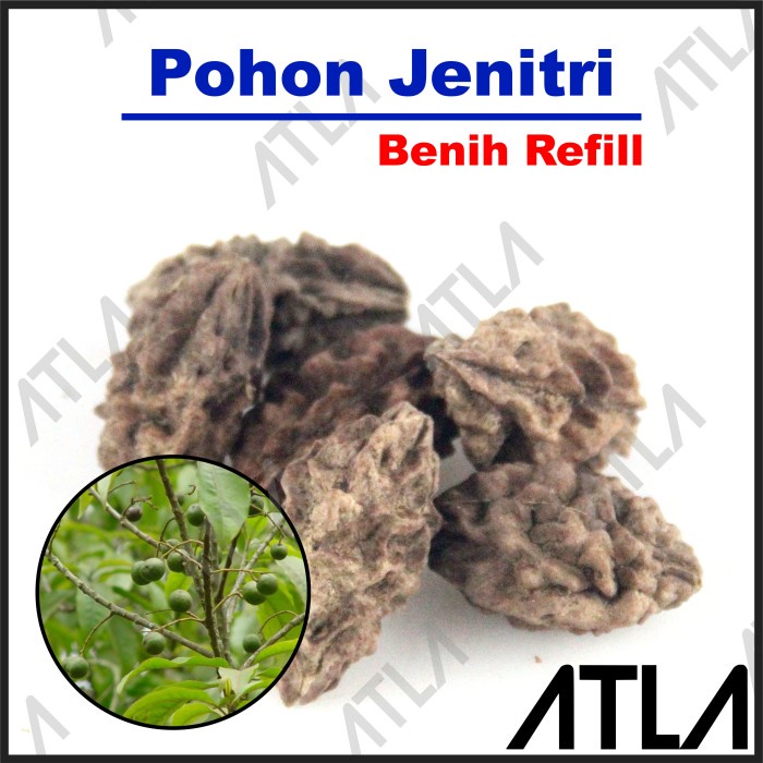 Benih Pohon Jenitri Bibit Tanaman Biji Buah Buahan Genitri Refill