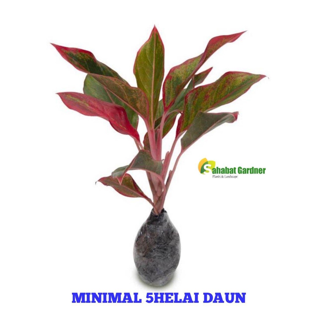 aglonema lipstik merah - aglonema lipstik - tanaman hias