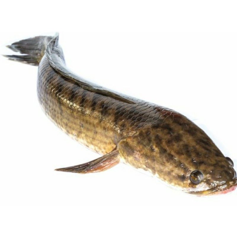 

Ikan Gabus Hidup Segar 1kg
