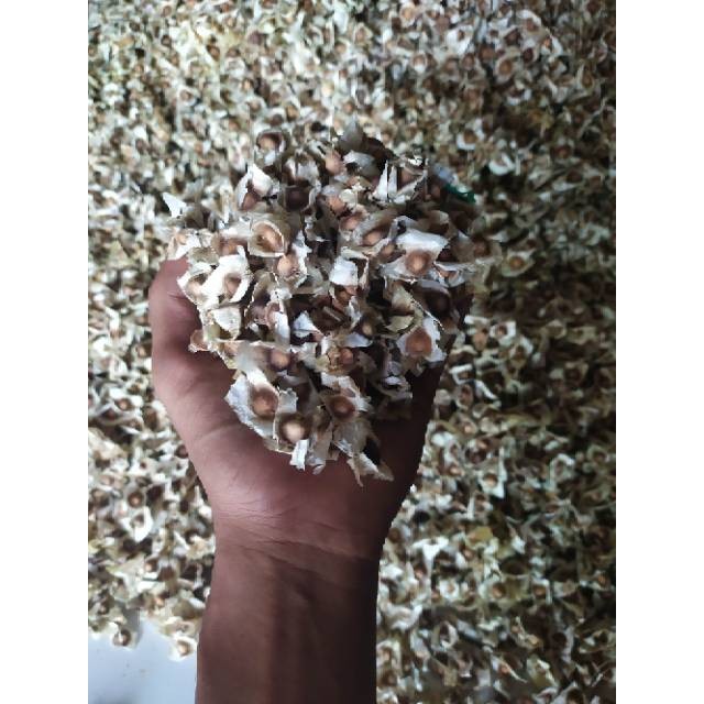 

biji KELOR 1kg 1 kg kiloan