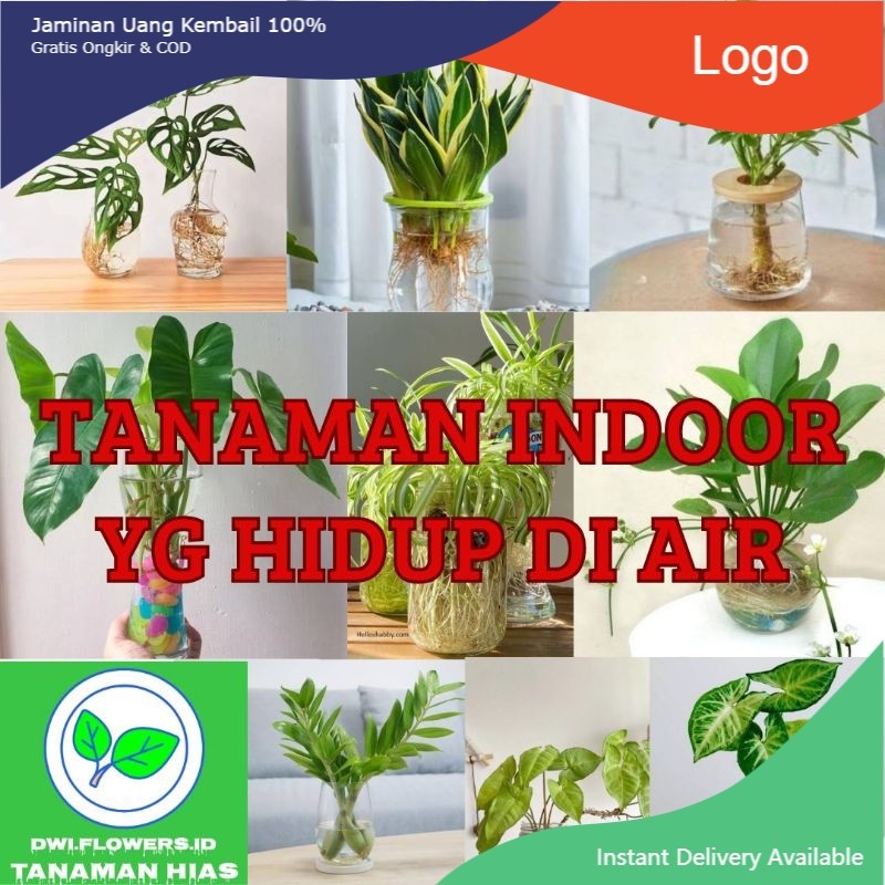 ## ( BISA COD ) Tanaman Hias Yg Hidup Di Air Tanaman Indoor Tanaman Hidup Dekorasi Rumah Tanaman Air