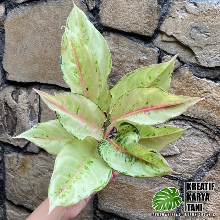 Tanaman hias aglonema frozen - Aglonema frozen