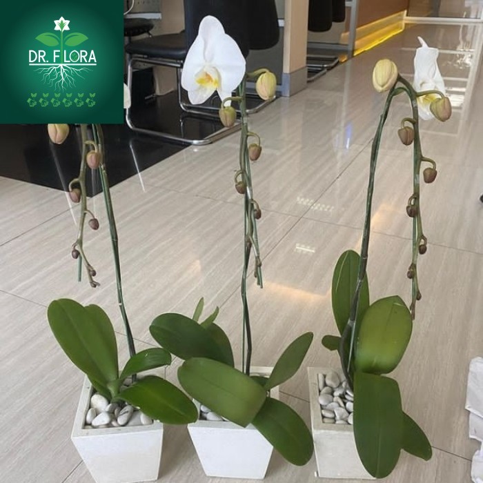 tanaman hias anggrek bulan bunga putih - anggrek bulan bunga putih