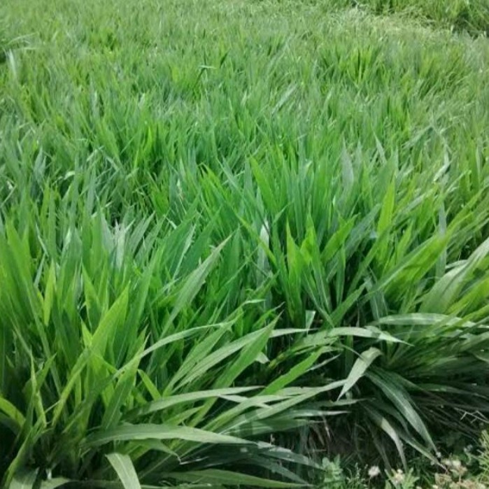 #bibit tanaman rumput odot setek siap tanam isi 10/pcs