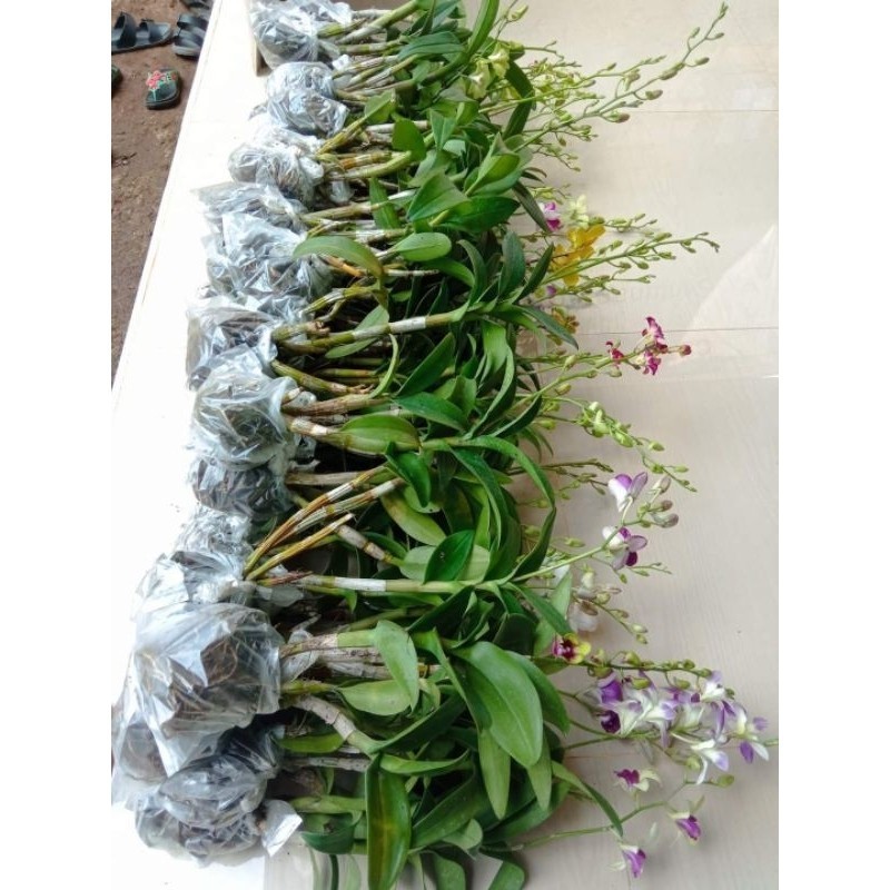 ANGGREK DENDROBIUM DEWASA-ANGGREK DENDROBIUM-ANGGREK DENDROBIUM DEWASA-BUNGA HIAS-BUNGA HIDUP-DENDRO