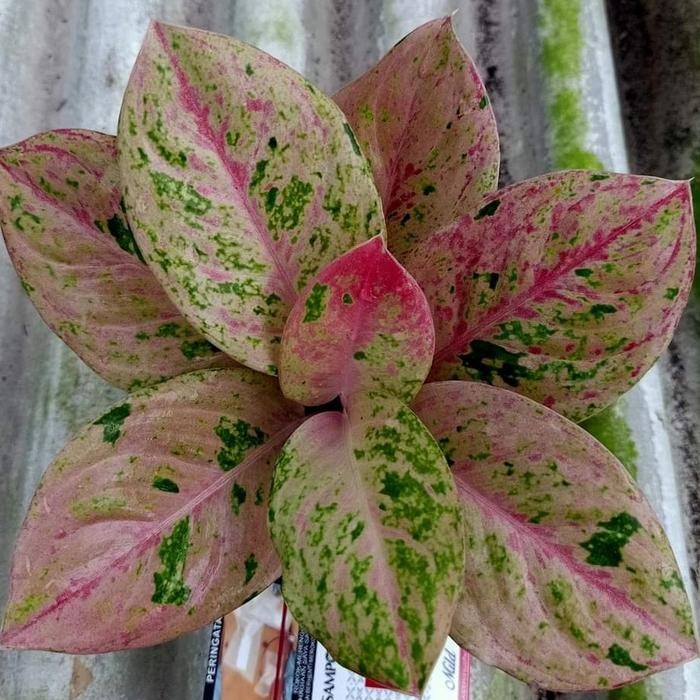 AGLONEMA MURAH ANAKAN EMERALD