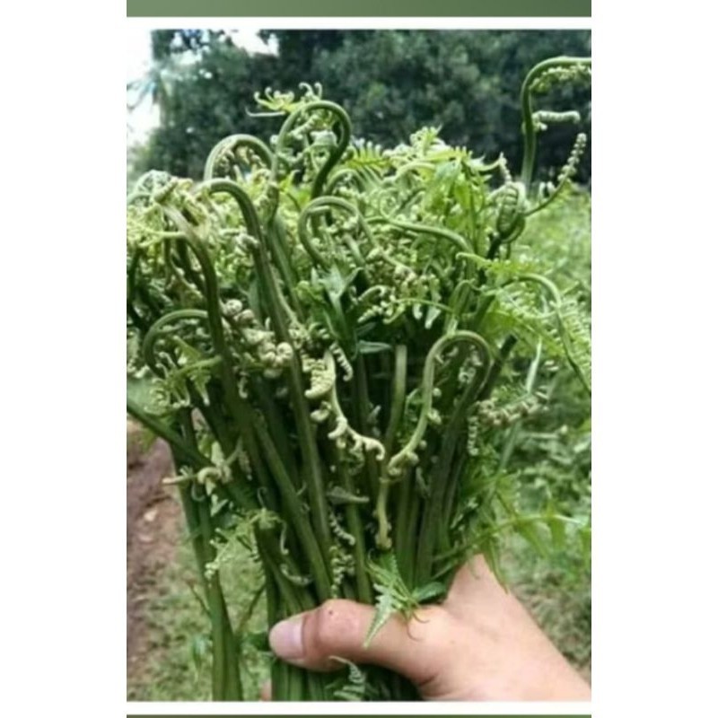 

sayur pakis segar dijual per ikat ready stok - S Herbal