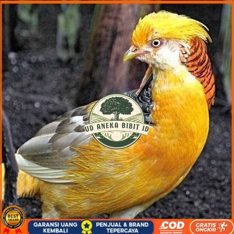 

Telur ayam hias ringneck yellow pheasant fertil siap ditetaskan UD ANEKA BIBIT ID
