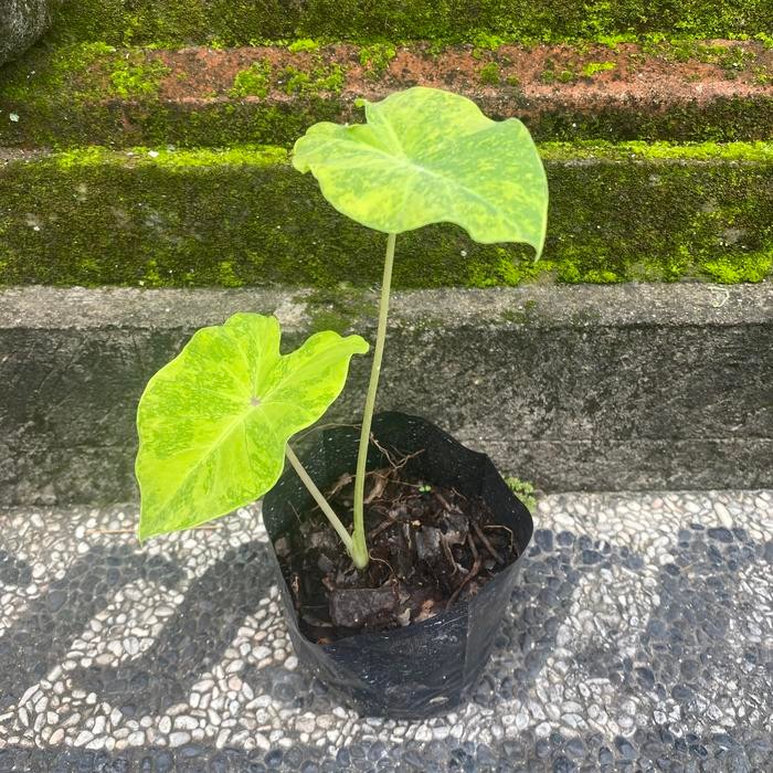 Colocasia Midori Sour - 1