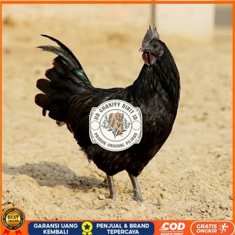 Telur ayam cemani / telur ayam hias / telur fertil siap kirim UD GHANIYY BIBIT ID