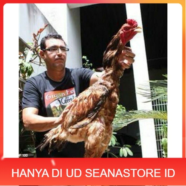 

TELUR AYAM GODZILLA STRONG HEIDHT UNTUK DI TETASKAN UD SEANASTORE ID
