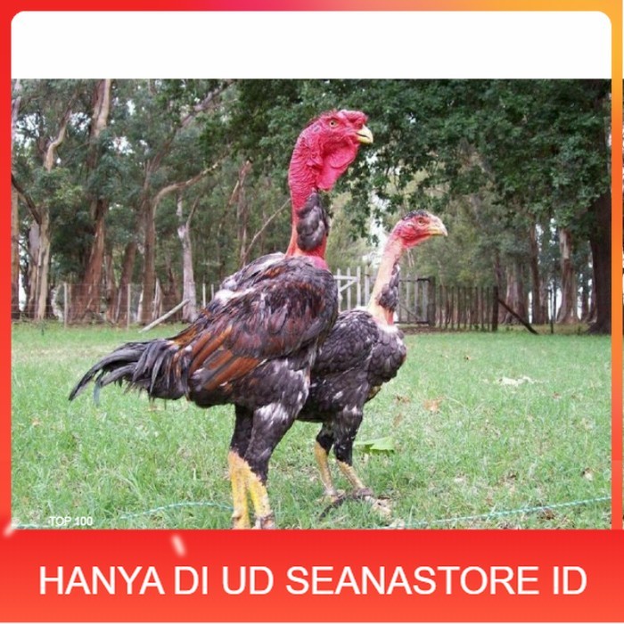

telur ayam petarung saigon siap ditetaskan - ayam saigon UD SEANASTORE ID