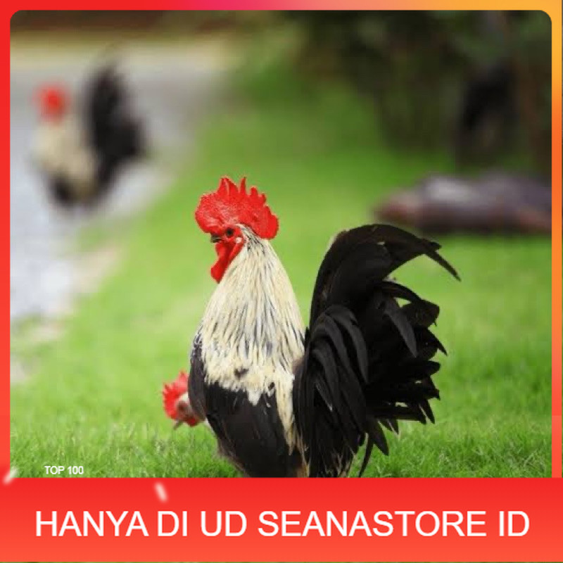

TELUR FERTIL AYAM KATE CEPER UNTUK DITETASKAN UD SEANASTORE ID