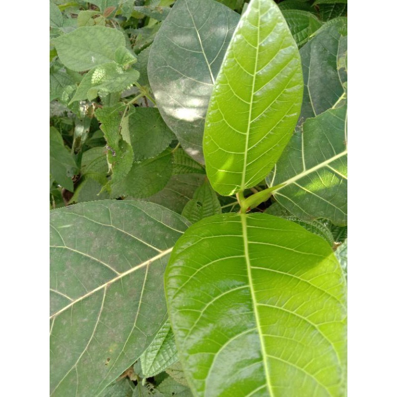 

Extra Herbal Daun Awar - Awar Segar 100 gram