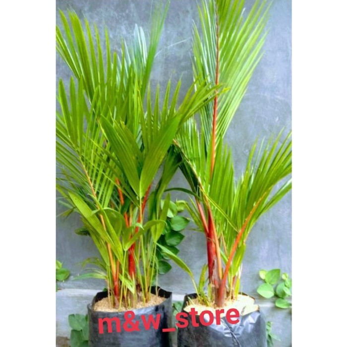 pohon palem merah 1 meter pohon pinang merah
