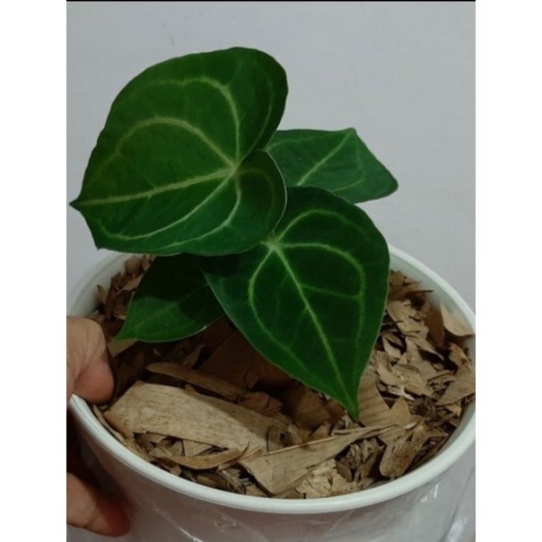 Promo  Tanaman Hias Kuping Gajah Tarantula Anthurium Clarinervium - Anakan