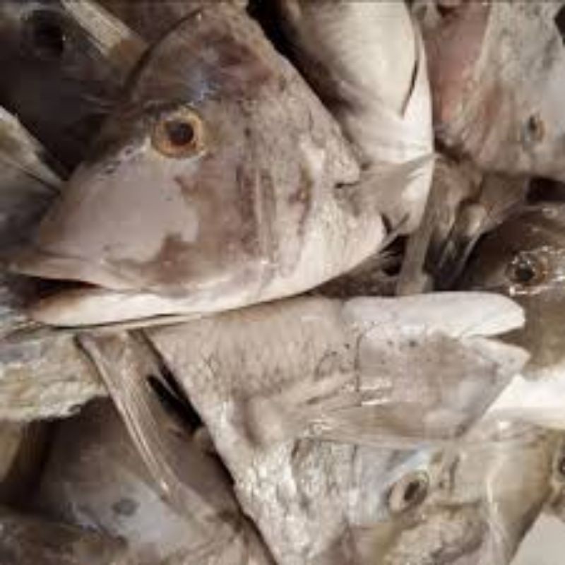 

Kepala Kakap Jumbo – Cocok untuk sup atau gulai.
