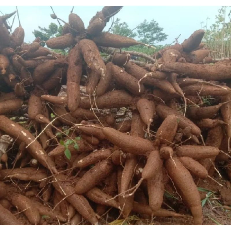 

UMBI SINGKONG PULEN KAYA KARBOHIDRAT 1KG