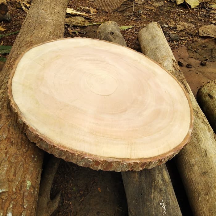 

Wood log slice big size diameter 41-43 cm bahan dekorasi craft
