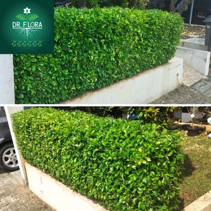 tanaman pagar teh tehan murah - pohon teh tehan pagar