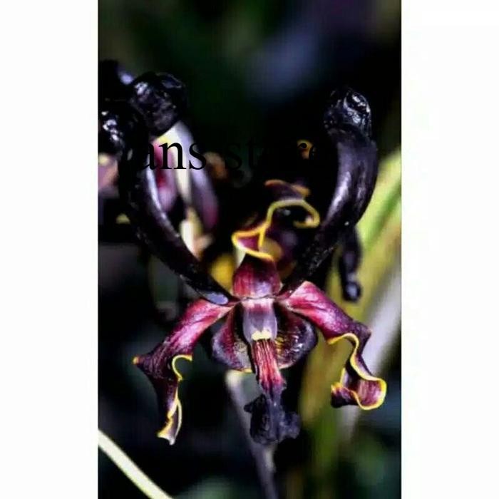 SEEDLING ANGGREK DENDROBIUM BLACK SPIDER