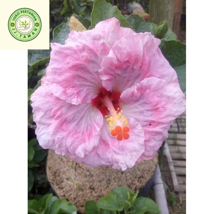 (  BISA BAYAR DI TEMPAT ) tanaman kembang sepatu import hibiscus - Pink Tissue COD