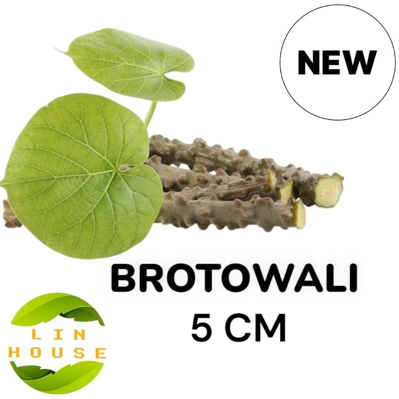 

Brotowali-Batrawali Segar Sapih Asi-Brotowali