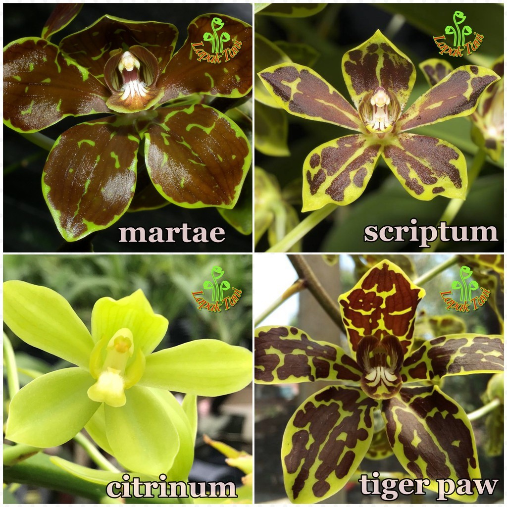 Anggrek Macan / grammatophyllum - anggrek gramma