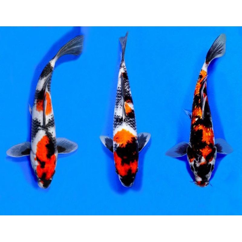 PROMO MURAH KOI SHOWA PAKET 3 EKOR