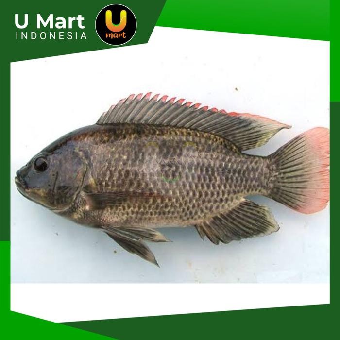 

U Mart - Ikan Mujair Segar 1 kg Fresh