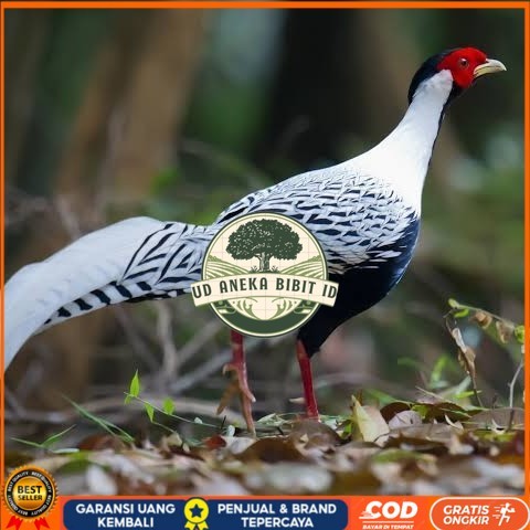 

Telur ayam hias ringneck silver pheasant fertil asli UD ANEKA BIBIT ID