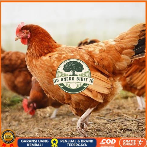 

Telur ayam elba / telur ayam hias / telur ayam fertil siap kirim UD ANEKA BIBIT ID