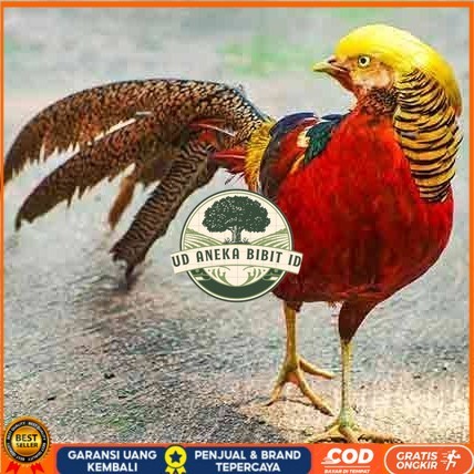 

telur ayam golden pheasant hias fertil asli siap ditetaskan - golden pheasant UD ANEKA BIBIT ID