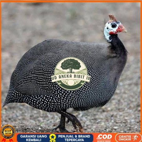 

Telur ayam mutiara / telur ayam hias / telur fertil siap kirim UD ANEKA BIBIT ID