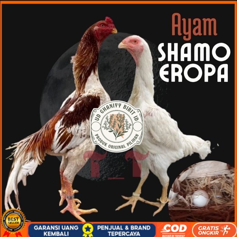 

telur ayam shamo eropa ori petarung bisa untuk di tetaskan UD GHANIYY BIBIT ID