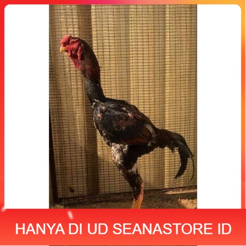 

TELUR AYAM MALAY UNTUK DI TETASKAN UD SEANASTORE ID