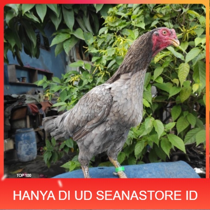 

Telur ayam bangkok birma fertil / ayam petarung aduan untuk ditetaskan Langsung UD SEANASTORE ID