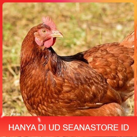 

Telur ayam rodhe island / telur ayam hias / telur fertil siap tetas UD SEANASTORE ID
