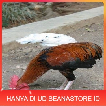 

Telur ayam tukung / telur ayam hias / telur fertil siap ditetaskan UD SEANASTORE ID