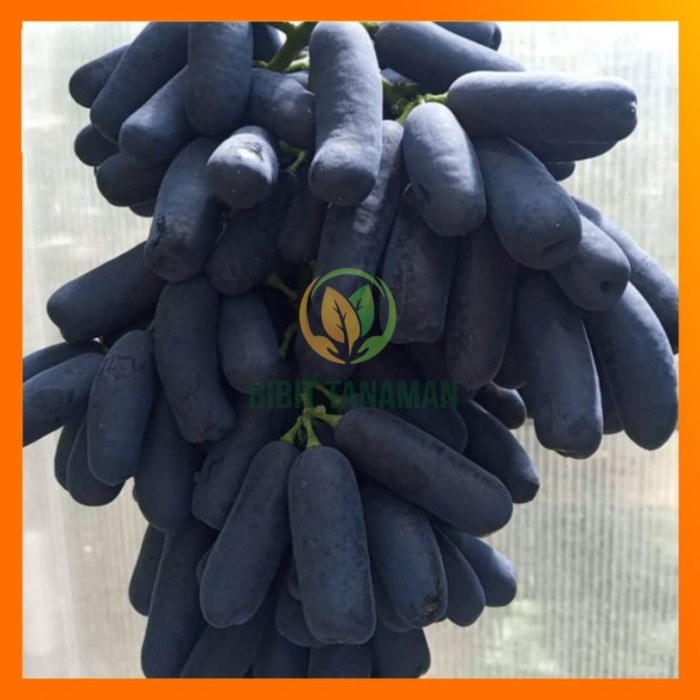 bibit anggur moondrop sweet saphire