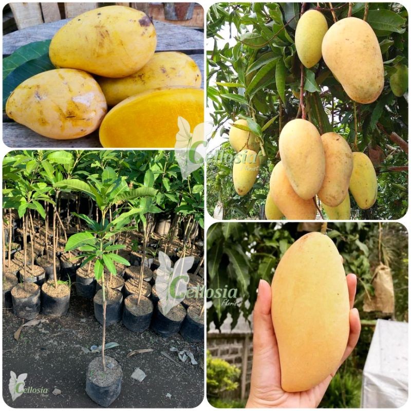 Bibit Tanaman Buah Mangga Chokanan Tabulampot
