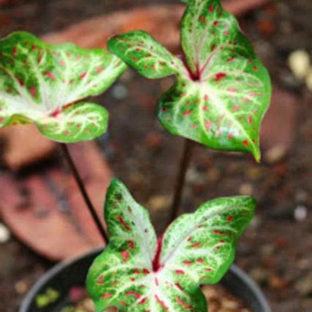 Jual tanaman keladi wayang hijau putih - keladi wayang - keladi wayang batik