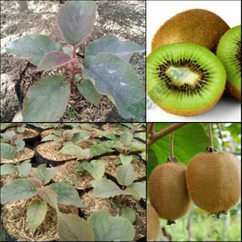 Tanaman Bibit Buah Okulasi Kiwi Hidup 25Cm++ / Bibit Tanaman Pohon Buah Kiwi Cepat Ber Buah